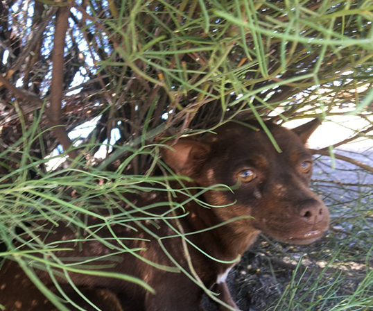 Actual photo of Hanna, thin and frightened, shortly after being rescued