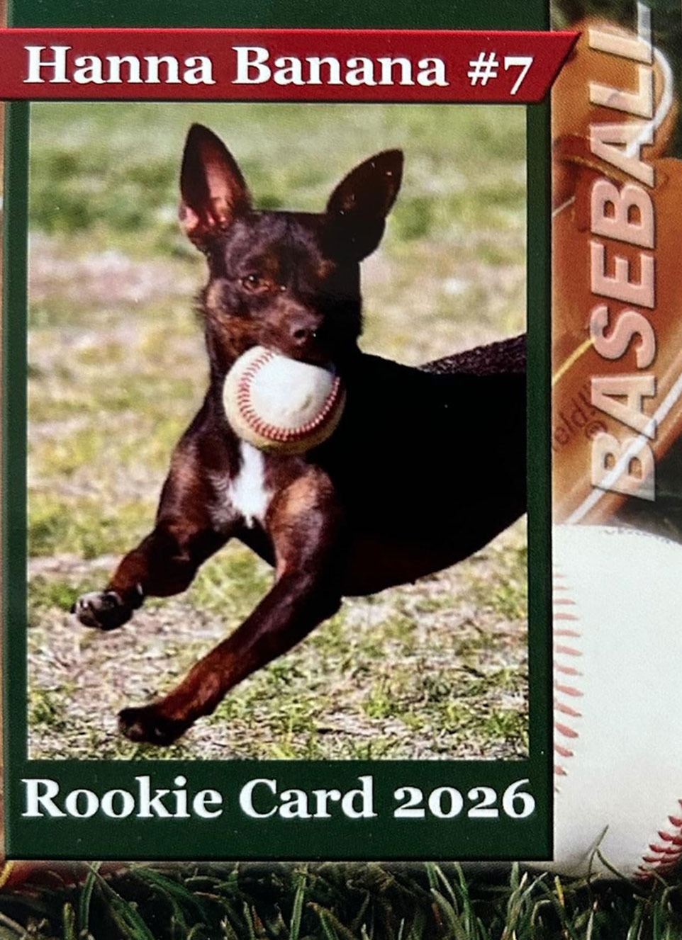 Hanna the Chihuahua leaping mid-air with a baseball in her mouth